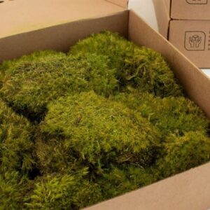 Mood-Moss-Reserved ca.-0.2-m2
